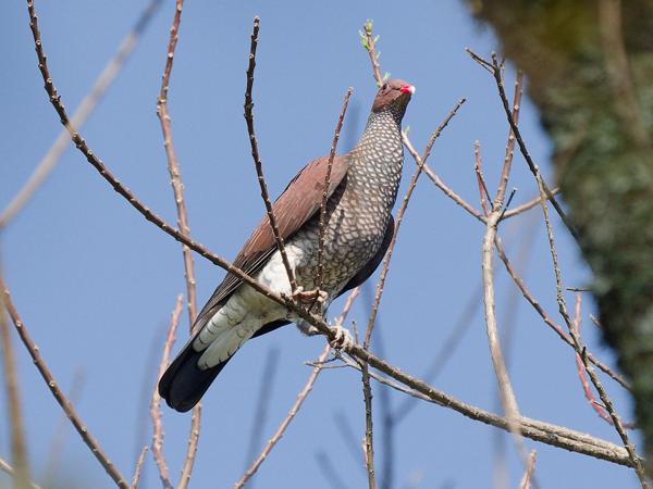 Geschubde duif (Patagioenas speciosa)